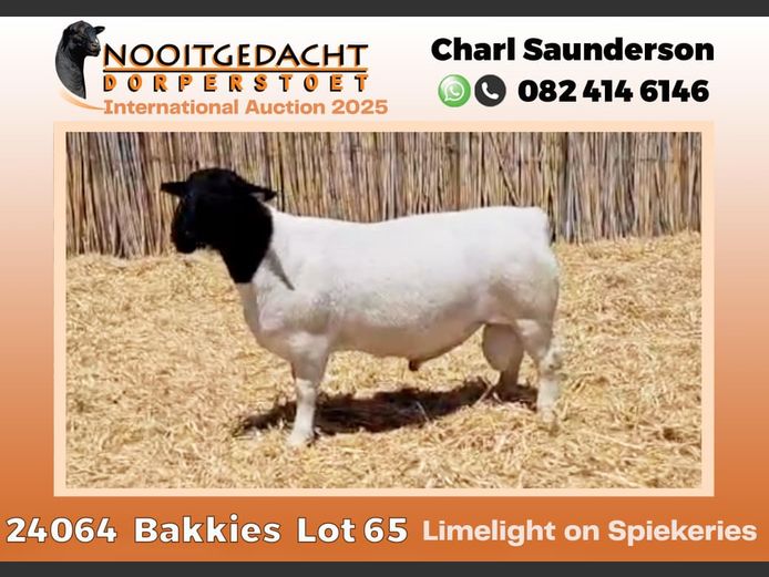 2250 24 0064  | Nooitgedacht Dorpers