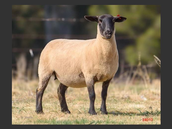 371240010 | DRAVLEIS SUFFOLK