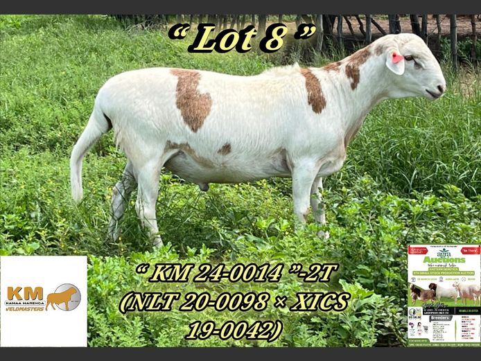 KM24-0017 | KAMAA MARENGA VELDMASTERS | 