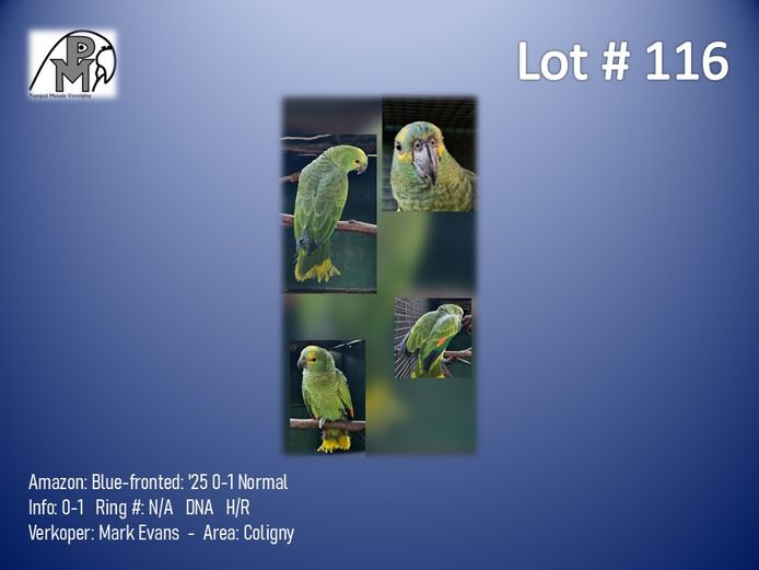 0-1 '25 Amazon: Blue-fronted: Normal - Mark Evans