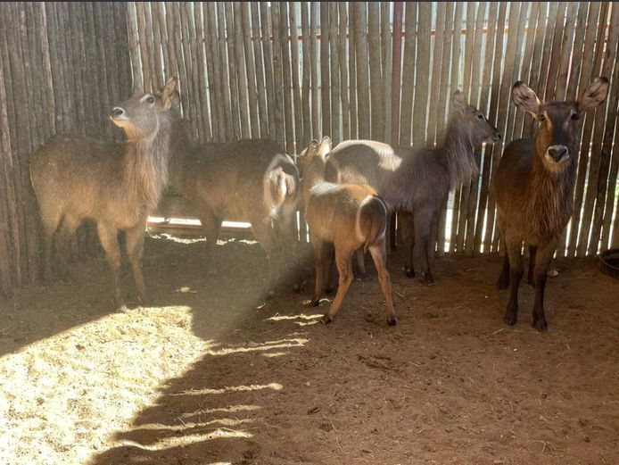 Waterbok