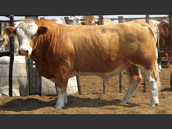 TG2334 | GUNZEL  SIMMENTALER