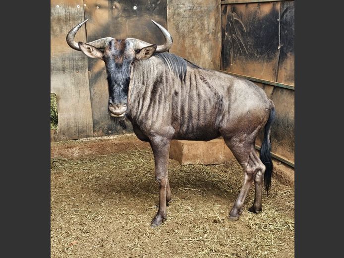 BLUE WILDEBEEST | MABALINGWE