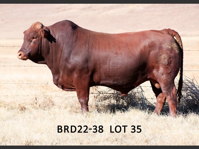 BRD 220038 | DIEPFONTEIN TRUST
