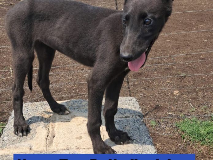 Female Puppy 1 - Master x Knockabout