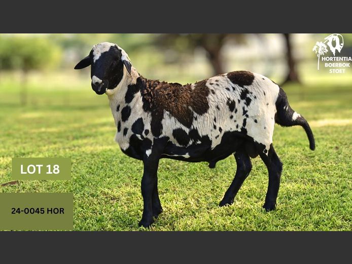 24-0045HOR | HORTENTIA MEATMASTERS