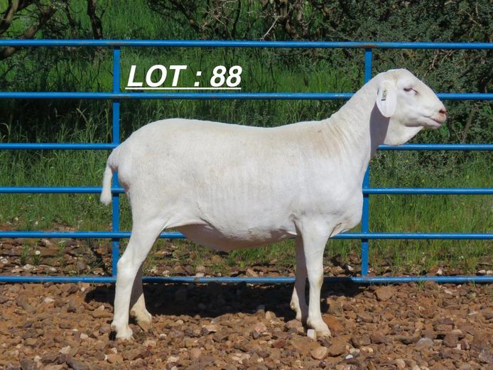 34 24 0280 | MNR. LOUIS VAN RENSBURG, H/A LEEUPUT TRUST