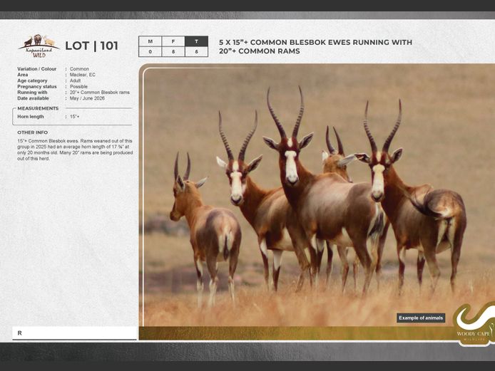 Blesbok - Common | Masizakhe Farming