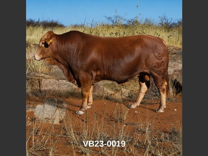 23-0019VB | VLEISBLOK BEEFMASTERS