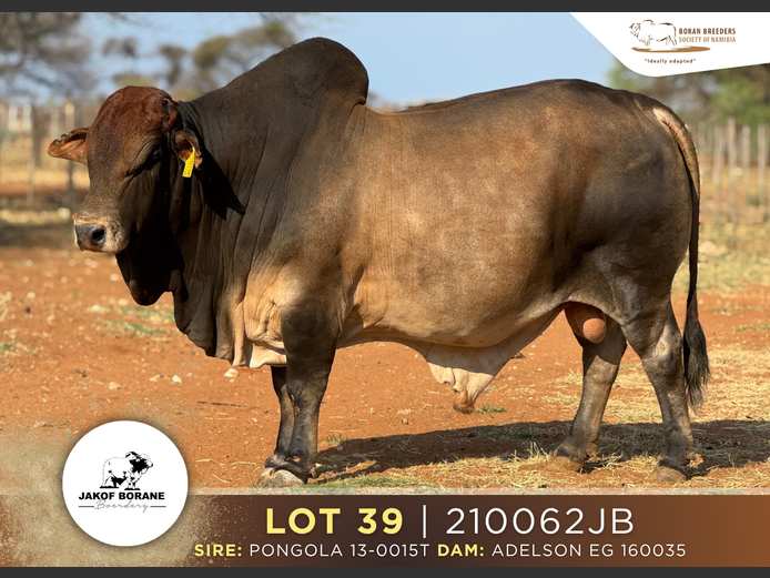 21-0062JB | JAKOF BORANE