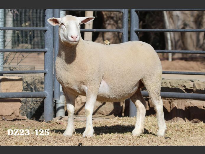 DZ 230125 | 2 STEYNS BOERDERY