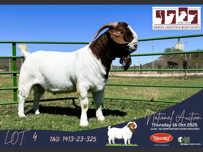 1413-23-325 | Gerrie Ferreira (Karoo Livestock Stud)