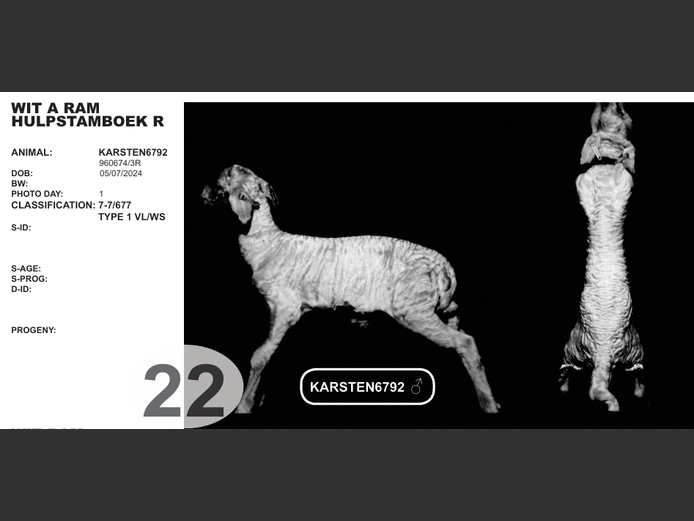 WIT A RAM HULPSTAMBOEK R | KARSTEN6792  
♂