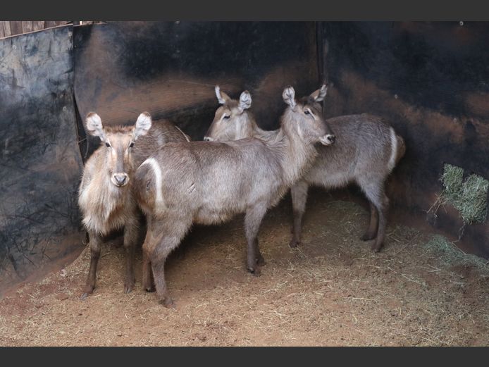 WATERBOKKE