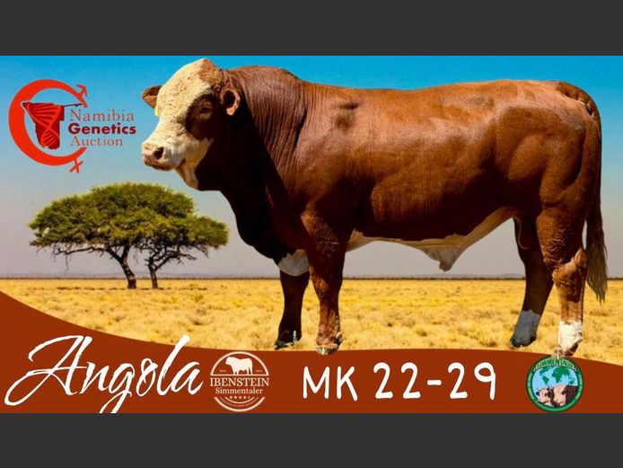 MK2229 | IBENSTEIN SIMMENTALER