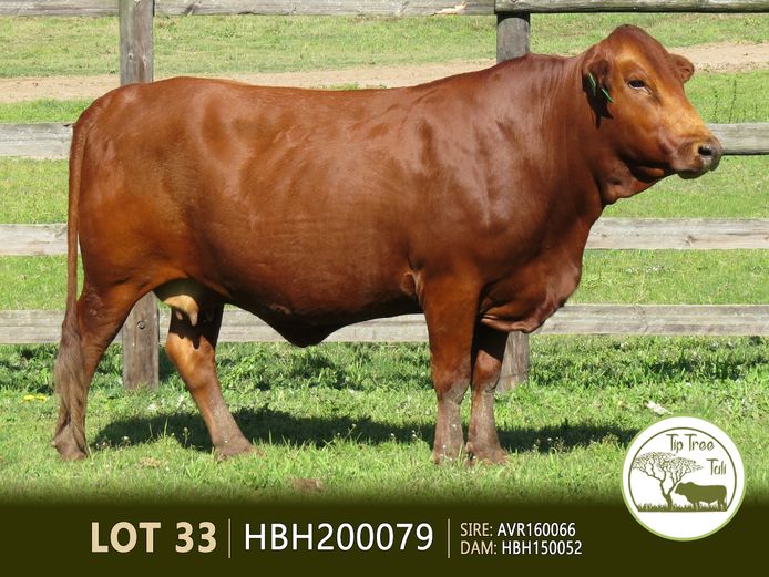 HBH200079 | S.T.R. MAINSSHEARD