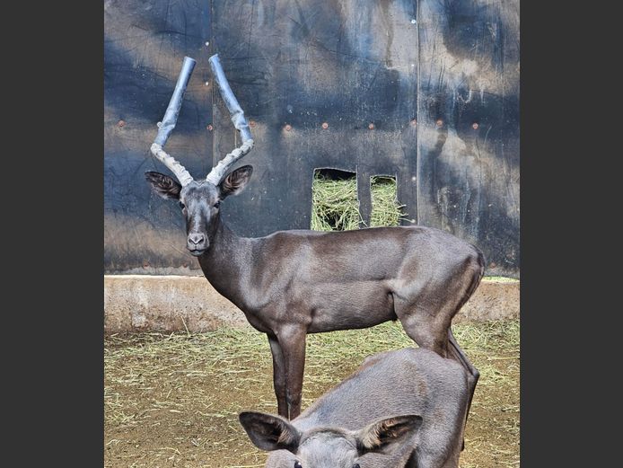 BLACK IMPALA | PRINS GAME