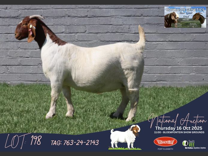 763-24-2143 | Dirk Louw (Conradie Boerbok Stoet)