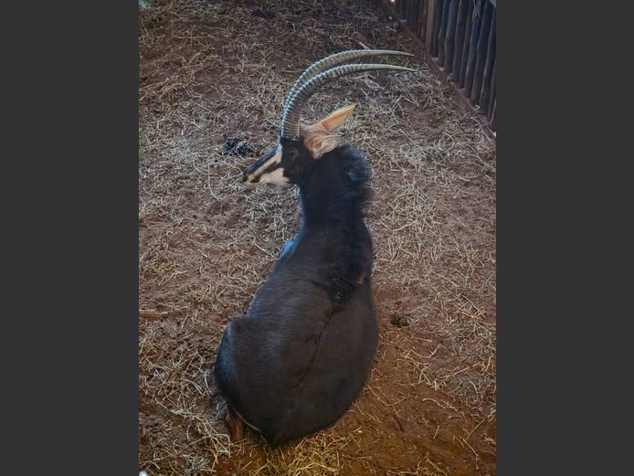 SABLE | FST BOERDERY