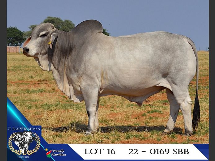 22-0169SBB | ST. BLAIZE BRAHMAN STOET