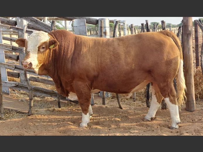 JMH22121 | OUTEE SIMENTALER