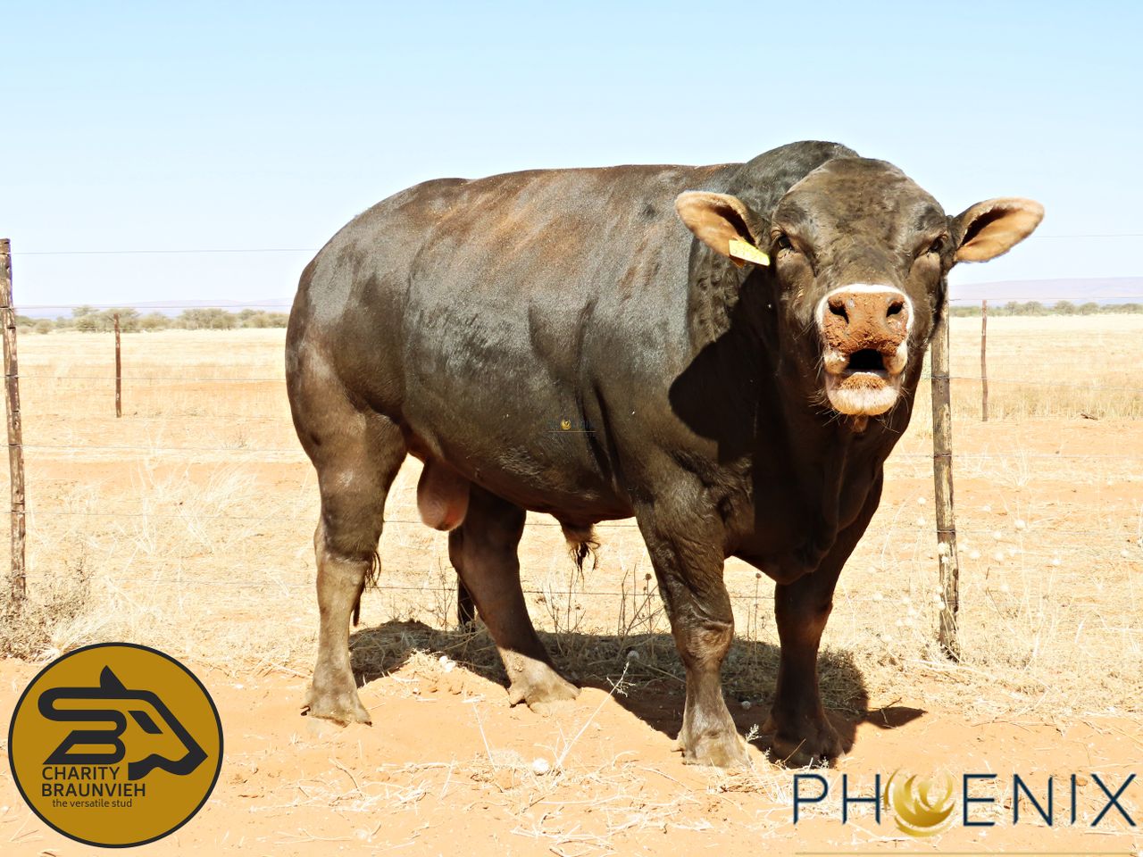 Lot 16 | GOBABIS BULL BREEDERS 38TH ANNUAL SALE | SwiftVEE | South ...