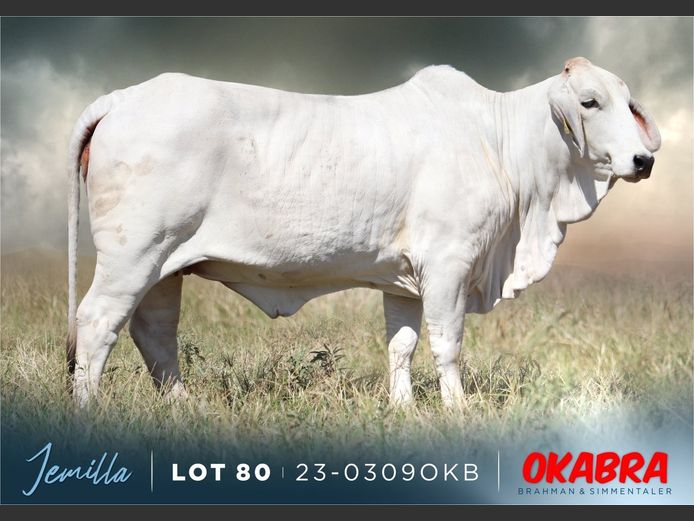 23-0309 OKB | OKABRA BRAHMAN