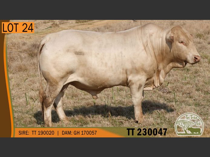 TT 230047 | S.T.R. MAINS-SHEARD