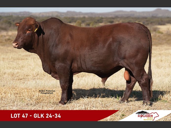 GLK240034 | KRUGER GLEN BONSMARAS