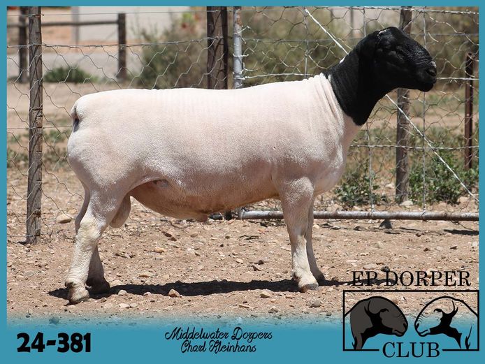 24-381 | Charl Kleinhans - Middelwater Dorper
