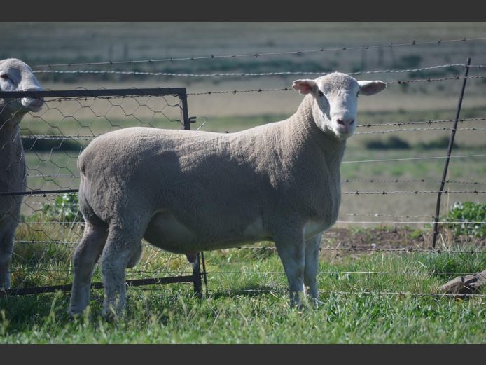 T 240096 | TWEE BROERS DORMER STOET