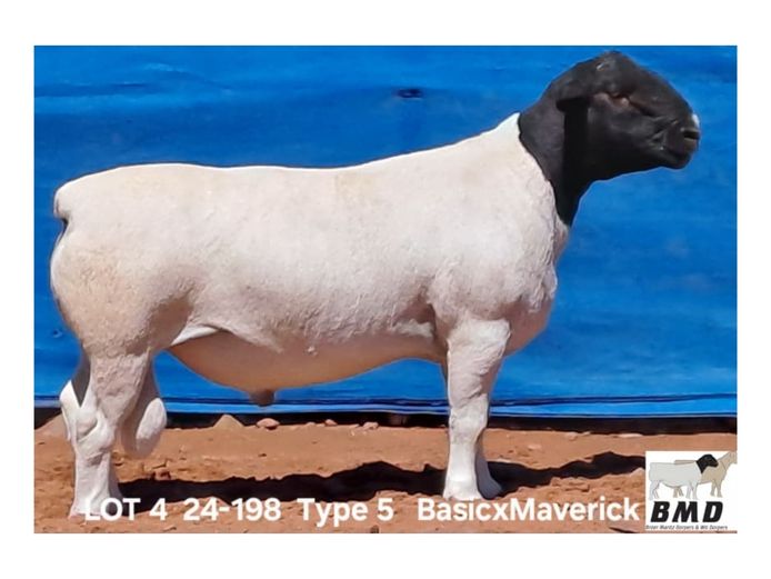 24-198 | BROER MARITZ DORPERS