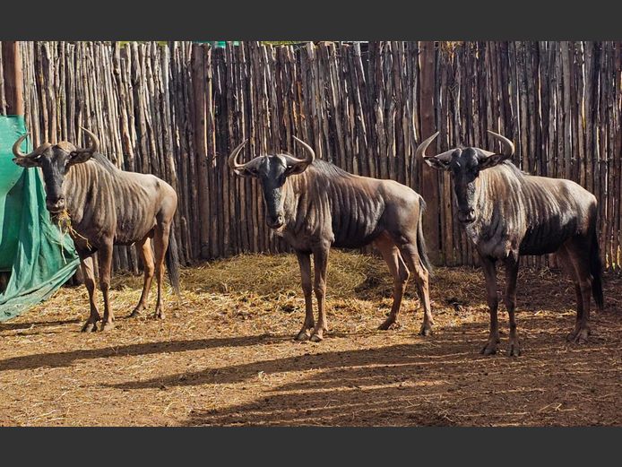 BLOUWILDEBEES | NYLSVLEI