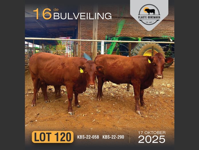 Commercial Animals | HARCOR BOERDERY