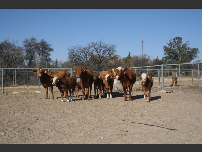 Commercial Animals