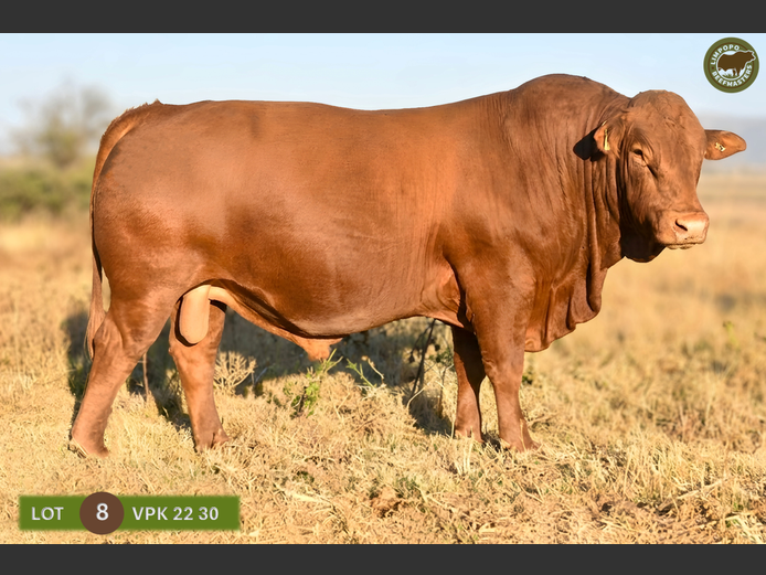 VPK220030 | WENKOR BEEFMASTERS