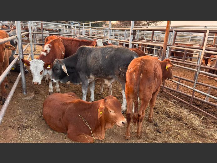 AGRA OTJIWARONGO WEANER AUCTION