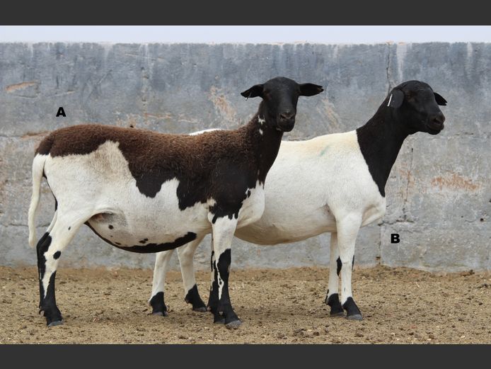 CRL 24.123 | Riaan Liebenberg - Hanri Meatmasters, Upington