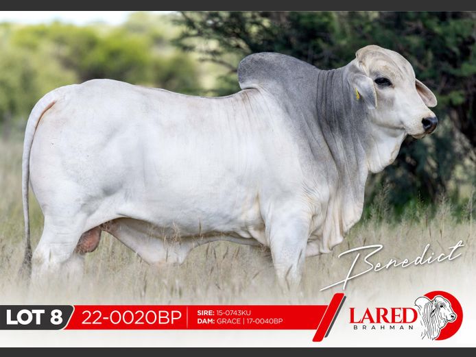 22-0020BP | LARED BRAHMAN