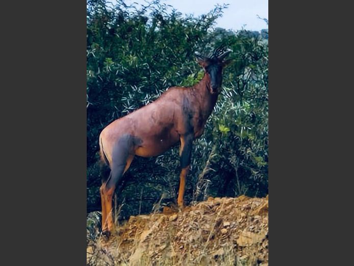 Tsessebe Jagbul