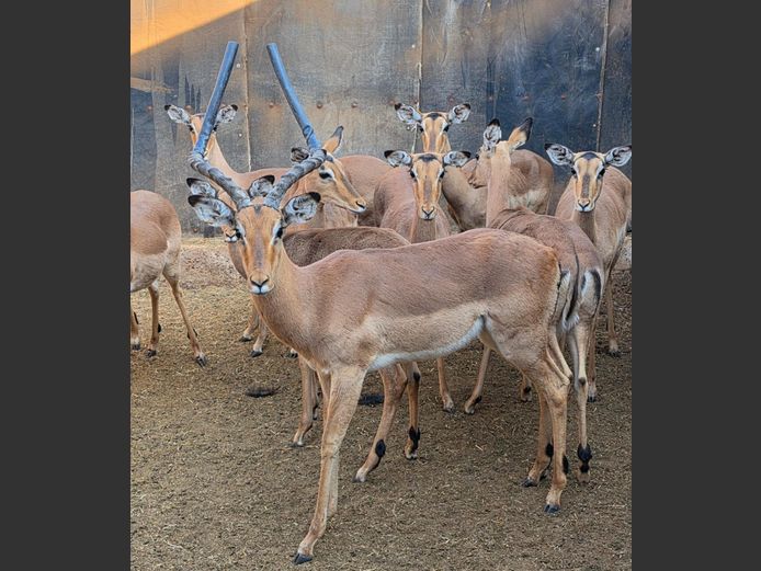 ROOIBOK | HUGOMOND BOERDERY