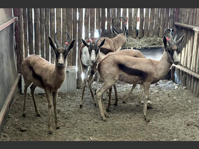 Koper Springbok Ramme