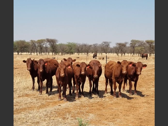 Commercial Females - Aldigo Bonsmaras