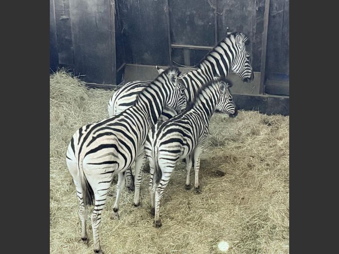 Zebras