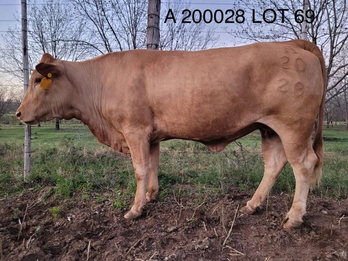 Commercial Animal | ACACIA MOUNTAIN