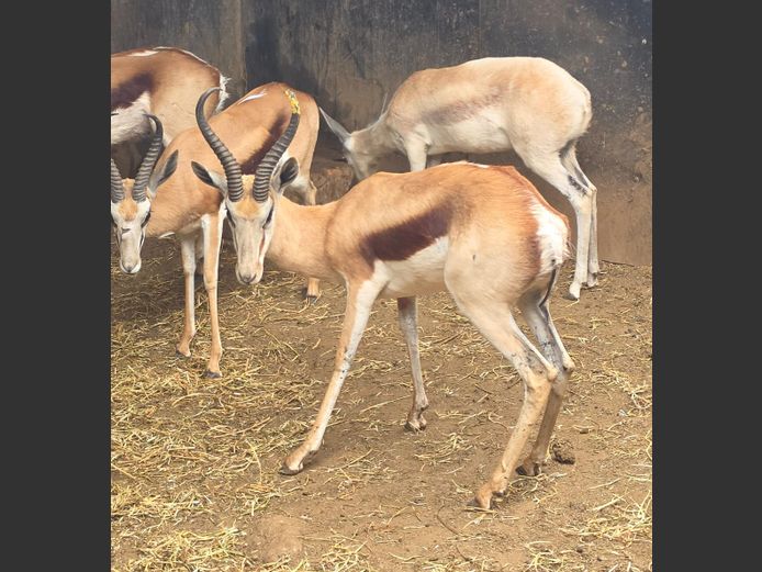 KALAHARI SPRINGBOK | PDJ CILLIERS