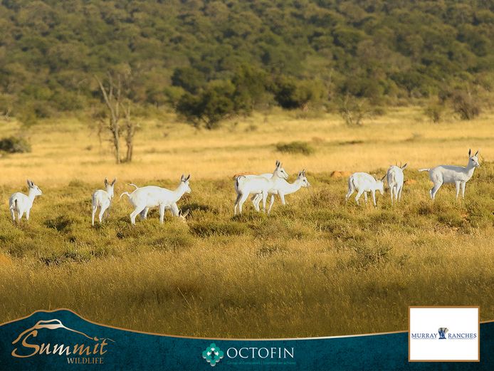 WHITE SPRINGBOK GROUP