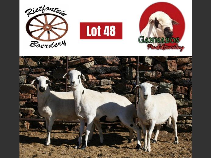 RFB24-421 | Rietfontein Boerdery