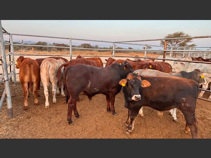 AGRA OTJIWARONGO WEANER AUCTION