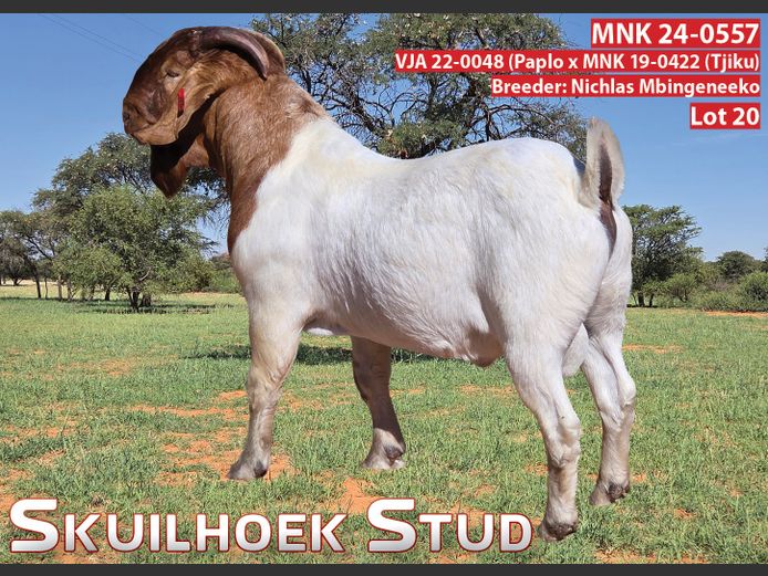 MNK 24-0557 | NICHLAS MBINGENEEKO